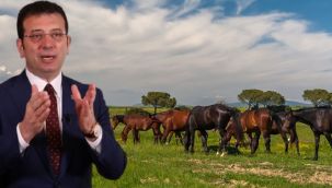 Olay iddia! Kaybolan atlar PKK'da mı?