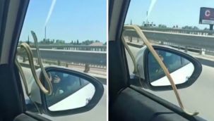 Otomobilin camında yılan var