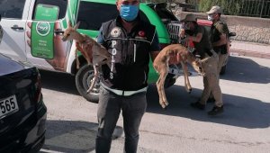 Polisin durdurduğu otomobilden ceylan yavruları çıktı