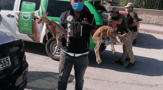 Polisin durdurduğu otomobilden ceylan yavruları çıktı