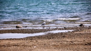 Sahiller boş kalınca, yaban hayvanları sahillere gelmeye başladı