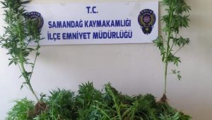 Samandağ'da kenevir operasyonu