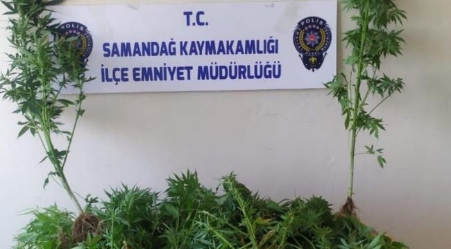 Samandağ'da kenevir operasyonu