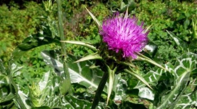 Şekli Covid'e çok benziyordu ama..