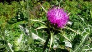 Şekli Covid'e çok benziyordu ama..