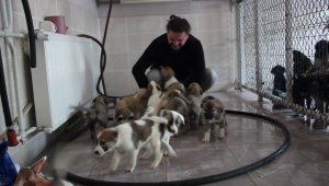 Sokak köpeği tek seferde 14 yavru doğurdu