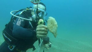 Tam kapanma deniz canlılarına nefes oldu