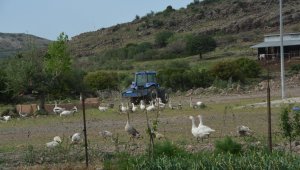 Tarımda tam kapanma yok