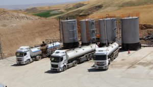 Tarlalarından mercimek beklerken petrol fışkırdı