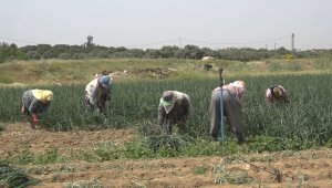 Tire'de taze soğan hasadı devam ediyor