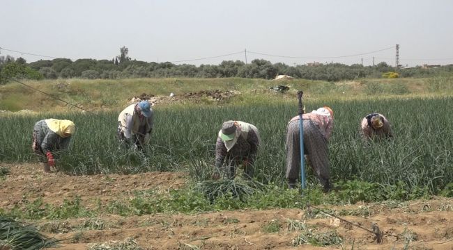 Tire'de taze soğan hasadı devam ediyor