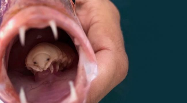 Tuttuğu balığın ağzının içine bakınca şaşkına döndü!