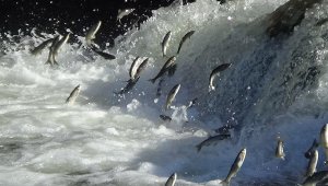 Uçan balıkların yolculuğu