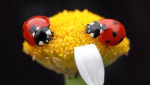 Uğur böceklerinden görsel şölen