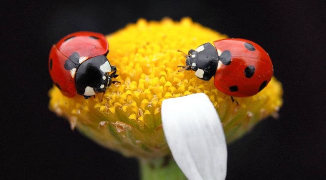 Uğur böceklerinden görsel şölen
