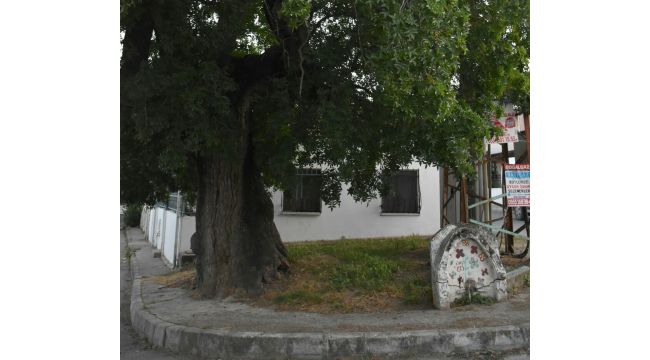 Urla'da 500 yıllık Sakız tescil bekliyor 