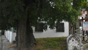 Urla'da 500 yıllık Sakız tescil bekliyor 