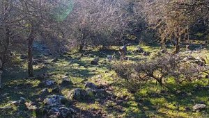 Uzun yıllar sonra ilk kez İzmir'de kurt görüntülendi