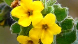 "Yalı Havacivası" yok olma tehlikesi ile karşı karşıya