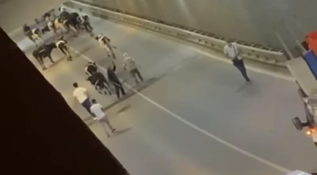 Yolu şaşıran inekler tüneli kapattı