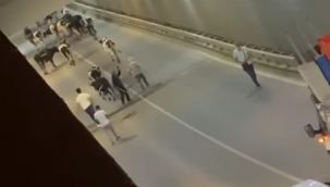 Yolu şaşıran inekler tüneli kapattı