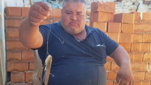 Zehirli trakonya amatör balıkçıyı hastanelik etti