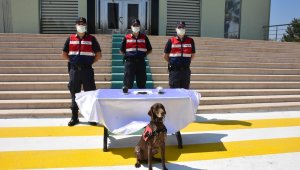 2 bin yıllık ata tohumlarını yurt dışına satacaktı