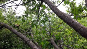 Aç kalan ayılar, kiraz ağaçlarına dadandı