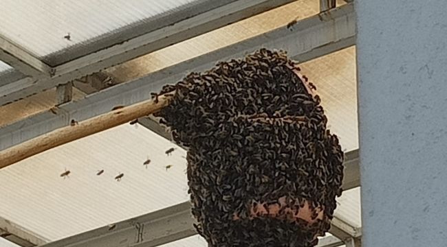 Acil servisi arılar bastı
