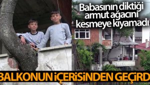 Ağacı, balkonun içerisinden geçirdi