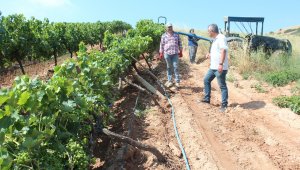 Alaşehir'de fırtınada zarar gören bağlarda hasar tespit çalışmaları başladı