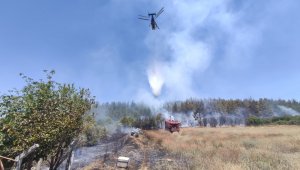 Arıcı hem kendini, hem de ormanı yaktı