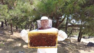 Arıcılık sektörünü kuraklık vurdu