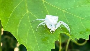 Aydın'da, insan yüzlü örümcek görüldü