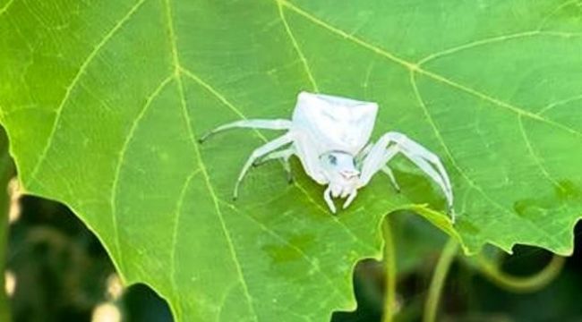 Aydın'da, insan yüzlü örümcek görüldü