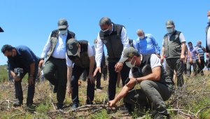 Ayvalık'a yeni orman