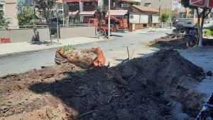 Belediye, Dikili'de 80 yıllık okaliptüs ağaçlarını kesti