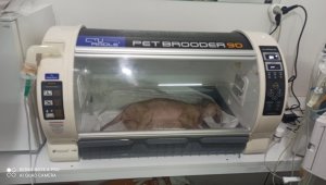 "Bizim için her can değerlidir"