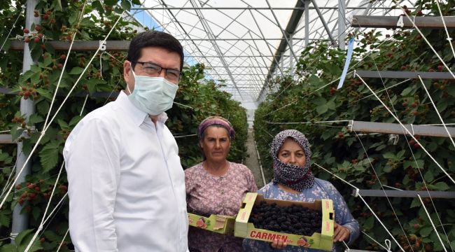 Bodrum'dan dünyaya ahududu ve böğürtlen ihracatı