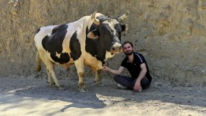 Boğa ile arasındaki en önemli bağ sevgi