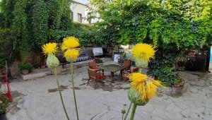 Bu çiçeği koparmanın cezası 73 bin TL