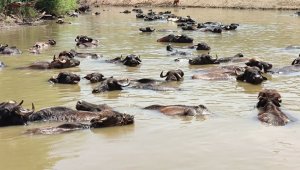 Burası Afrika değil Muş