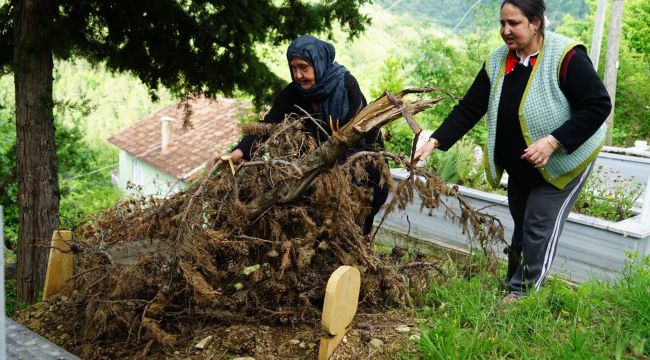 Ceset yiyen ayı, yeniden ortaya çıktı