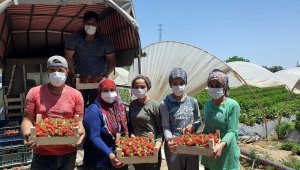 Coğrafi işaretli Sultanhisar çileği üreticisini memnun etti
