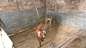 Dağda kaybolan karacaya keçi annelik yapıyor