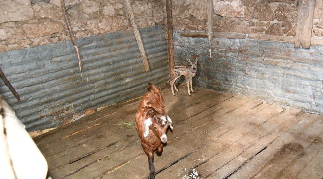 Dağda kaybolan karacaya keçi annelik yapıyor