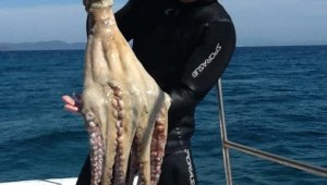 Dev ahtapotu zıpkınla yakaladı