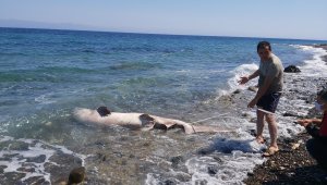 Dev köpekbalığı kıyıya vurdu