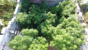 Domates değil uyuşturucu yetiştiriyorlar