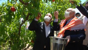 Erkenci şeftaliler hasat edildi